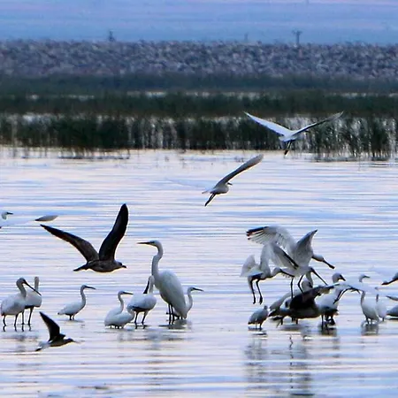 Nikolaou アパート *